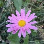 Machaeranthera tanacetifolia Blomma