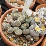 Lithops salicola Levél