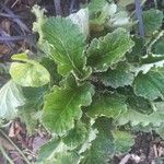 Primula malacoides Leaf