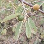 Grewia bicolor Fruit