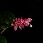 Cavendishia complectens Blüte