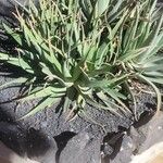 Aloe succotrina Leaf