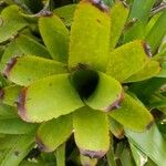 Aechmea nudicaulis Leaf