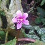 Tigridiopalma magnifica Flor