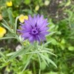 Centaurea cyanusফুল