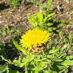 Centaurea macrocephala Flower