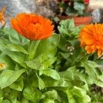 Calendula algeriensis Frunză