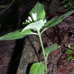 Spigelia humboldtiana Συνήθη χαρακτηριστικά