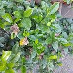 Gardenia augusta Leht