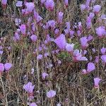 Calochortus splendens പുഷ്പം