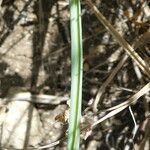 Ornithogalum narbonense Leaf