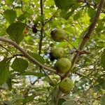 Crataegus punctata Fruit