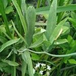 Ranunculus lingua Blatt