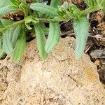 Buglossoides incrassata Blatt