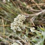 Helichrysum glumaceum Blomst