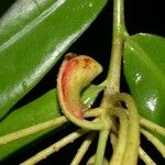 Marcgravia brownei Fruto