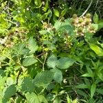 Rubus pensilvanicus Blatt