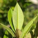 Garcinia portoricensis Deilen