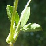 Trifolium patens Blad