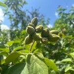 Cordia boissieri Plod