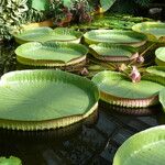 Victoria amazonica Yaprak