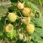 Rubus idaeus Плод