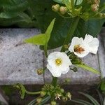 Aquarius palifolius Flower