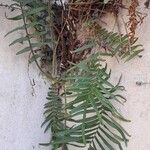 Pteris vittata Leaf