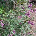 Syzygium smithii Vili