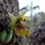 Dendrobium ngoyense Flor