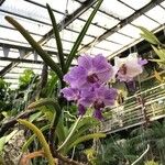 Vanda coerulescens Flor