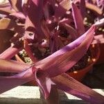 Tradescantia pallida Blad