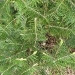 Abies grandis Leaf