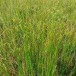 Juncus subnodulosus Blatt