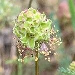 Poterium verrucosum Flower