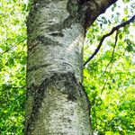 Betula populifolia বাকল