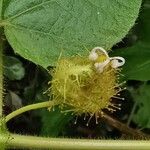 Passiflora foetida 花
