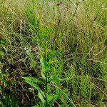 Erigeron annuus Natur