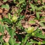 Acanthospermum australe Flower