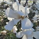 Magnolia salicifolia Blüte