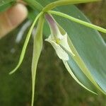 Epidendrum nocturnum പുഷ്പം