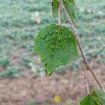 Populus tremula Blatt