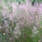 Agrostis capillaris Habit