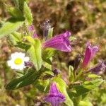 Echium rosulatum Blüte