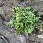 Asplenium adiantum-nigrumLeaf