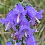 Campanula sibirica Květ