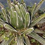 Agave victoriae-reginae Ліст