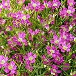 Gypsophila muralis Flor