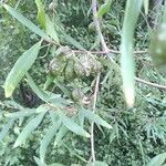 Hakea salicifolia Foglia