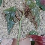 Begonia aconitifolia葉